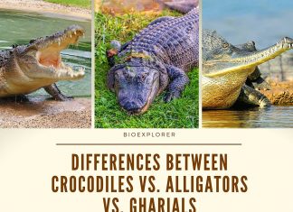 Differences Between Crocodiles and Alligators and Gharials