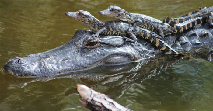 baby alligator and mother