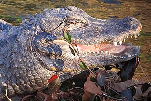 what do chinese alligators eat?