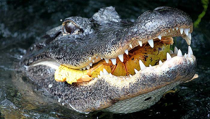 How often alligators eat?