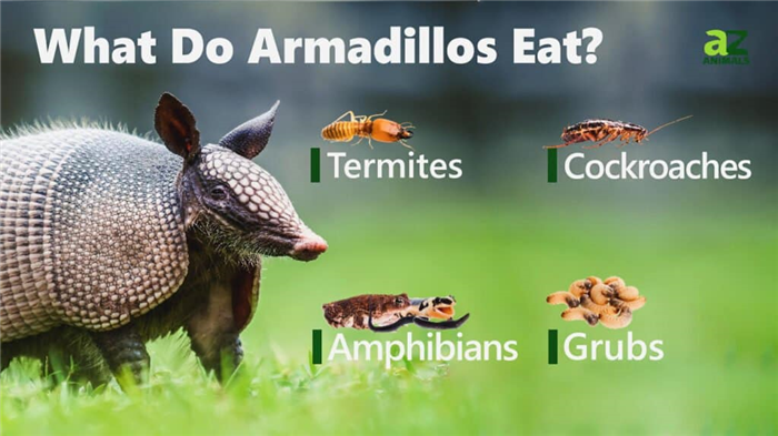What Do Armadillos Eat