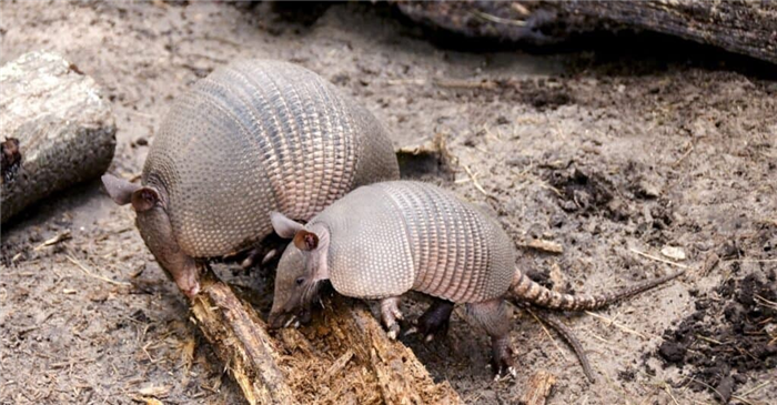 Are Armadillos Mammals baby