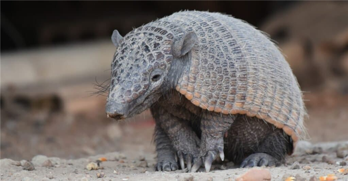 Animals With the Toughest Skin-Armadillo