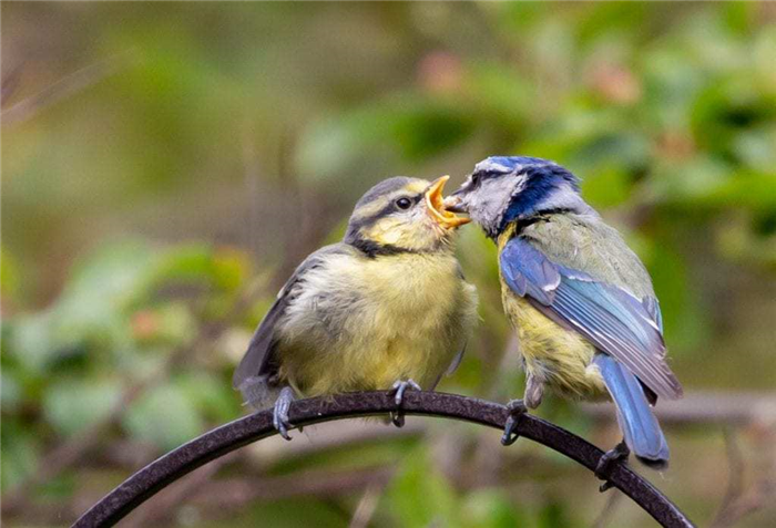 a blue tit feeding its chick