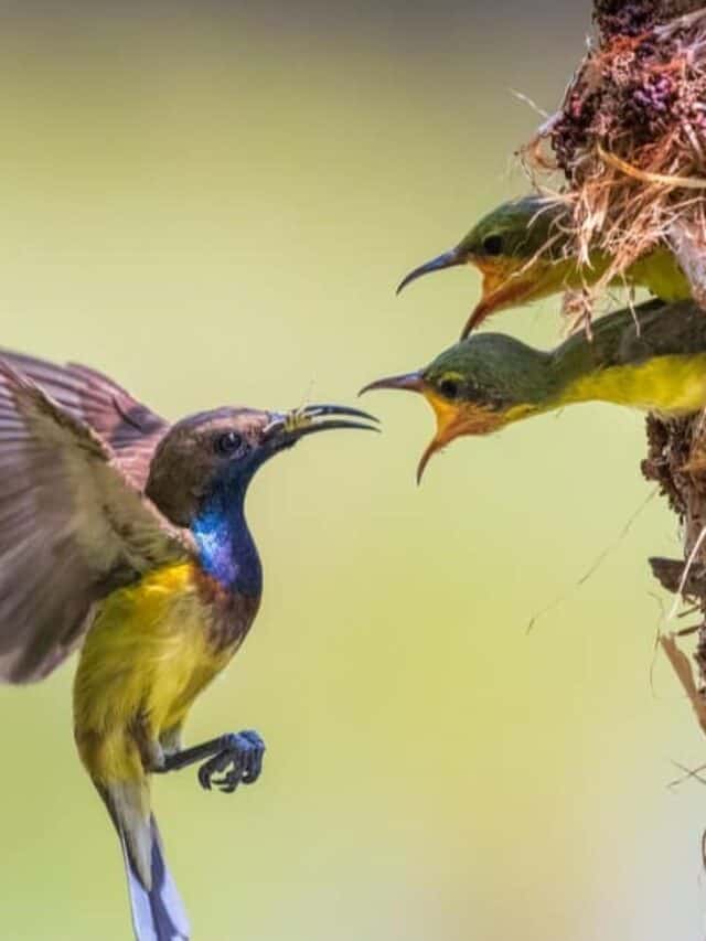 baby hummingbirds eating