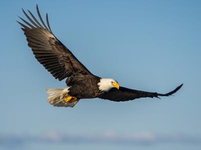What Do Bald Eagles Eat? (Complete Guide)