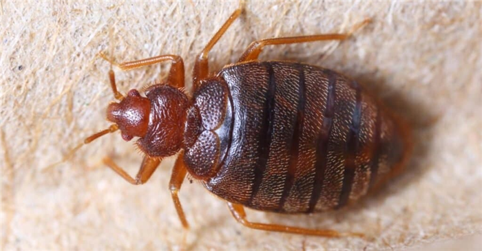 Types of bed bugs - Cimex hemipterus