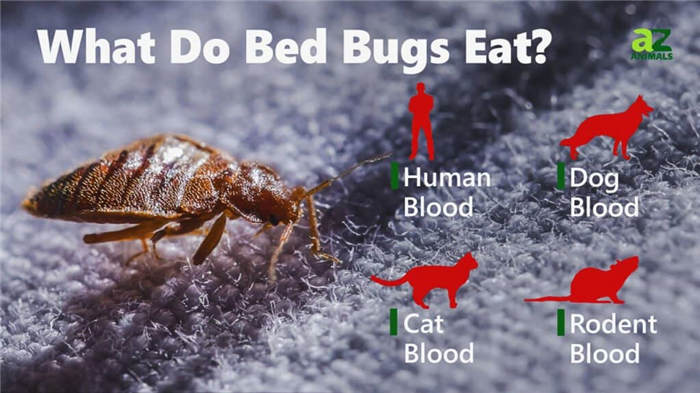 What Do Bed Bugs Eat