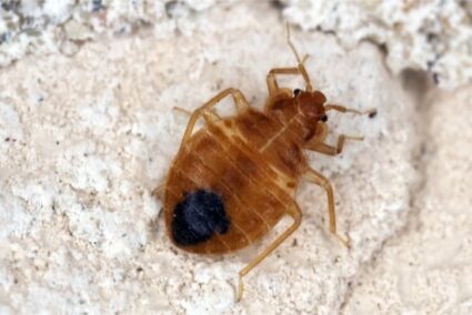 do bed bugs eat dead skin?