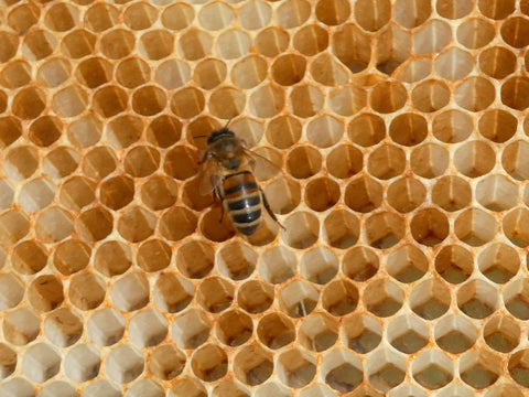 bee on honey comb