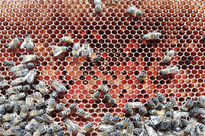  honeybees with pollen in the cells 