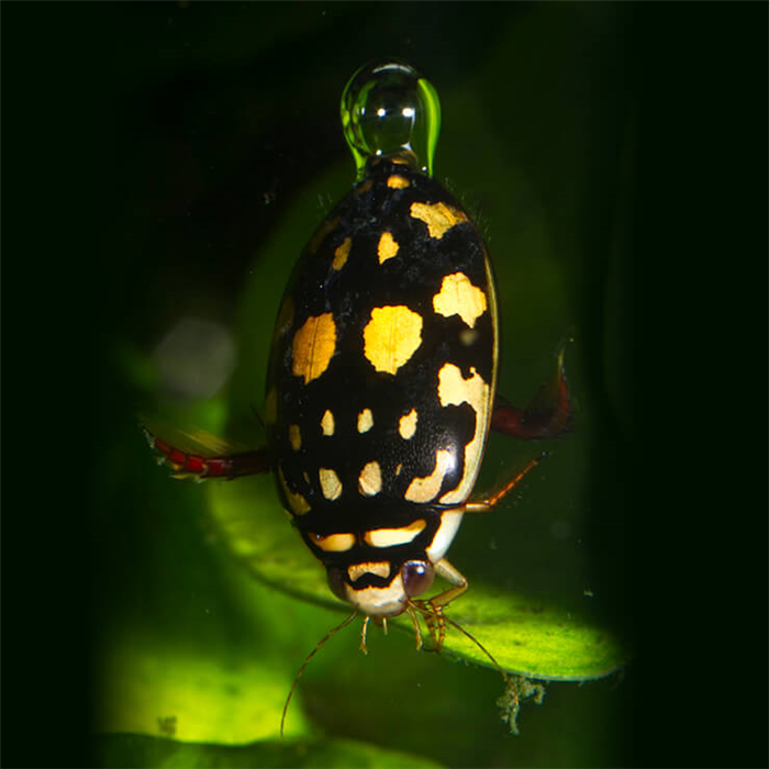 Diving beetle with bubble on its rear.