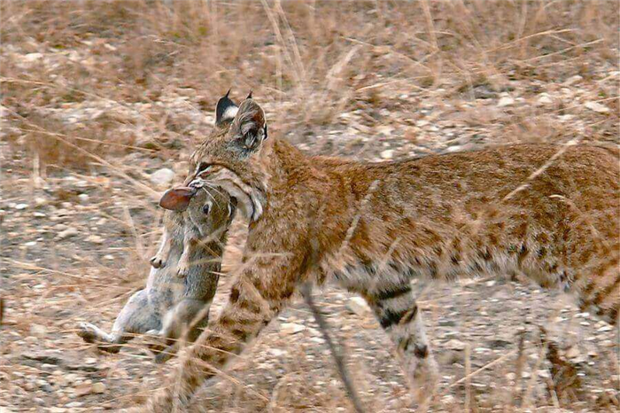 Are Bobcats Carnivores or Omnivores