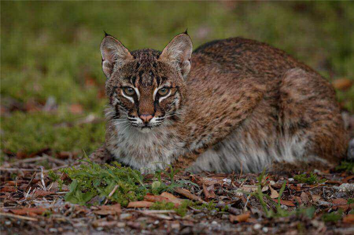 How to Avoid Attracting Bobcats