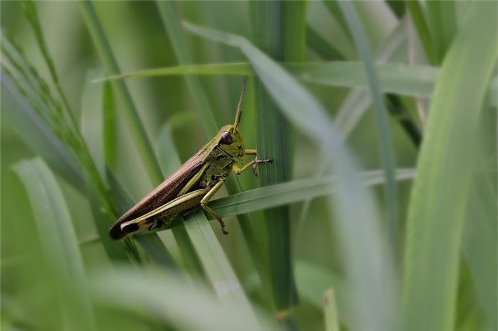 Grasshopper on the leaves