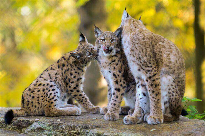 Bobcats vs. Lynxes