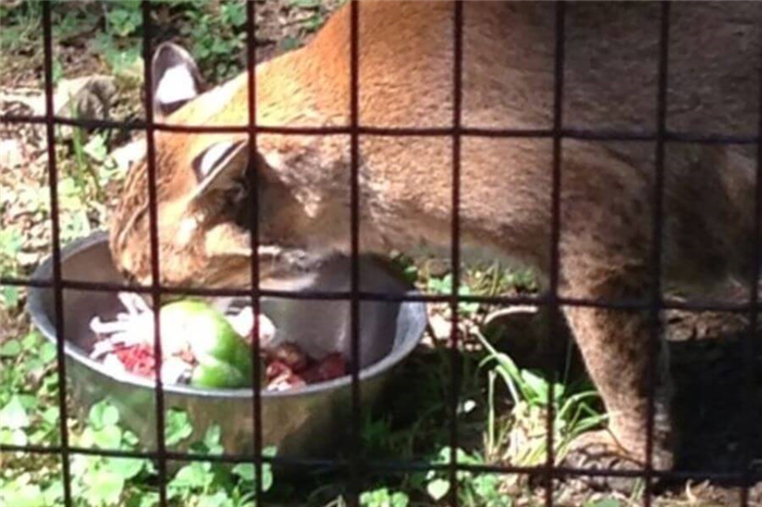 How Often Do Bobcats Eat