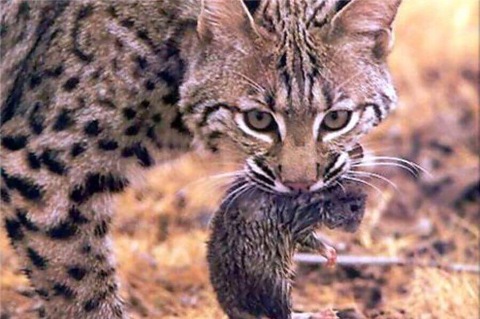 Bobcats Eat Small Animals