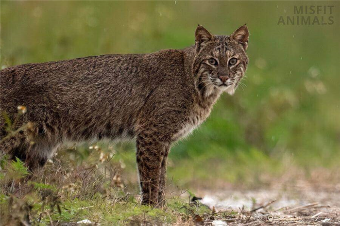 What Do Bobcats Eat