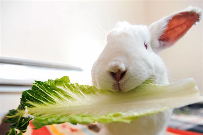 Cupid the white rabbit eating some lettuce