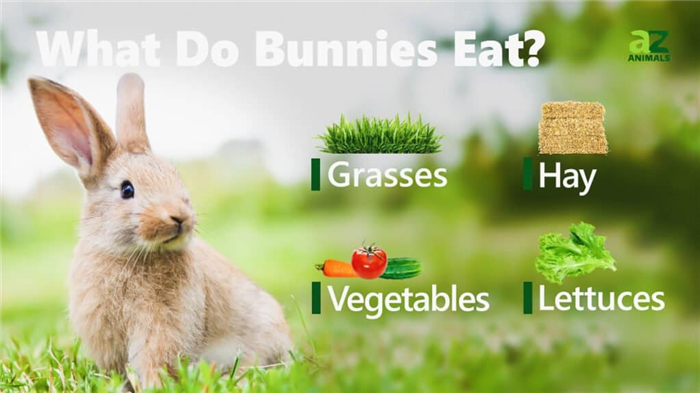 What Do Bunnies Eat