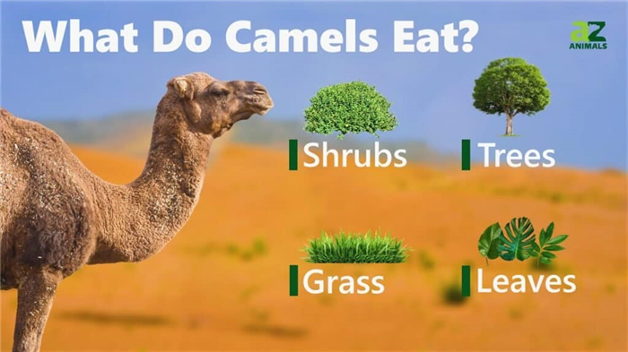 What Do Camels Eat
