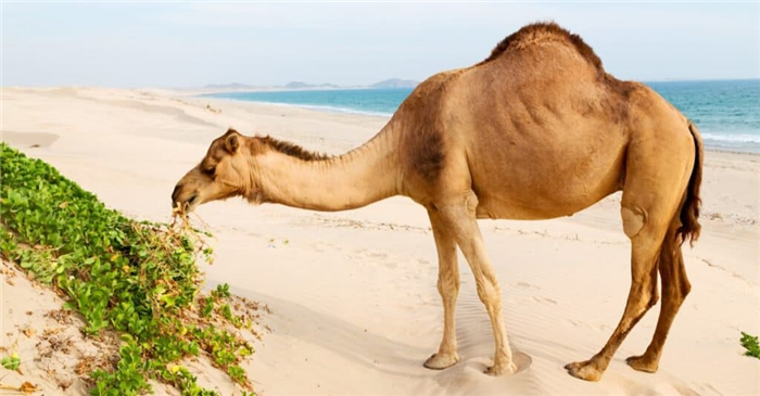 What Do Camels Eat