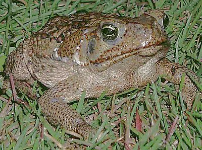 Cane Toad juvenile - thumbnail