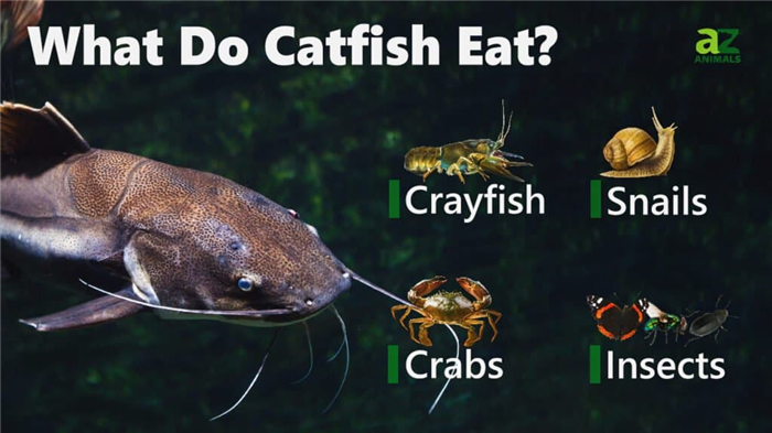 What Do Catfish Eat