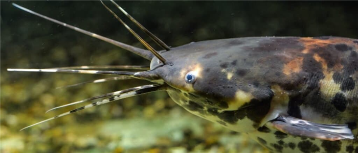 Clarias batrachus or black walking catfish in natural background.