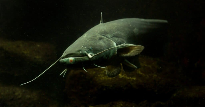 Dealiest Fish - Wels Catfish