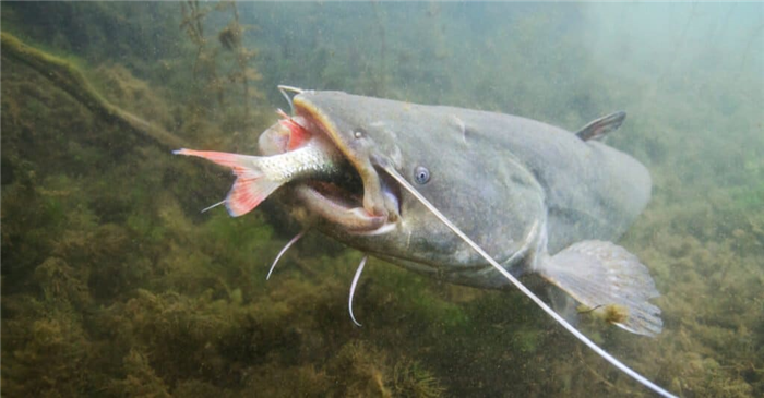 What do catfish eat - catfish feeding