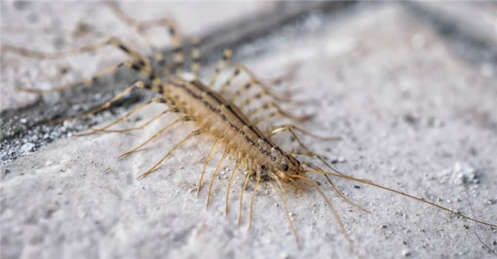 What Do House Centipedes Eat? - Centipede on a concrete floor