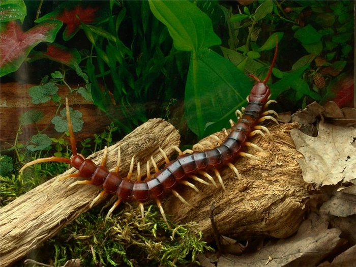 Habitats of Centipedes