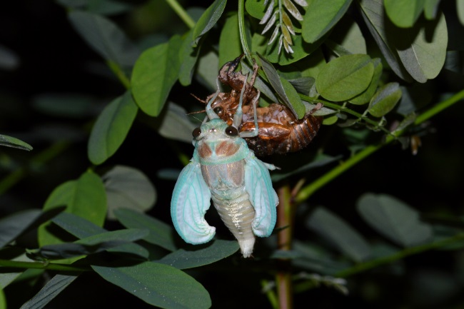 A periodical cicada from Brood XIII, which emerged in 2007, sits on a fence at a forest preserve in Willow Springs, Illinois.