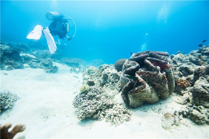 giant clams eat algae for diet