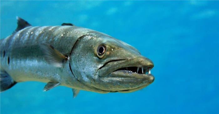 Aggressive Animal: Barracuda