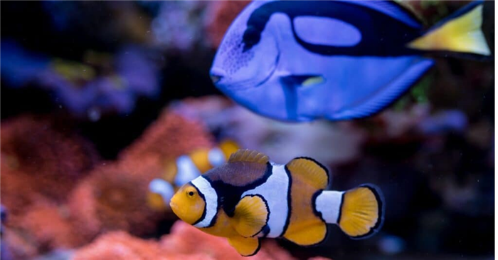 clownfish and blue tang swimming