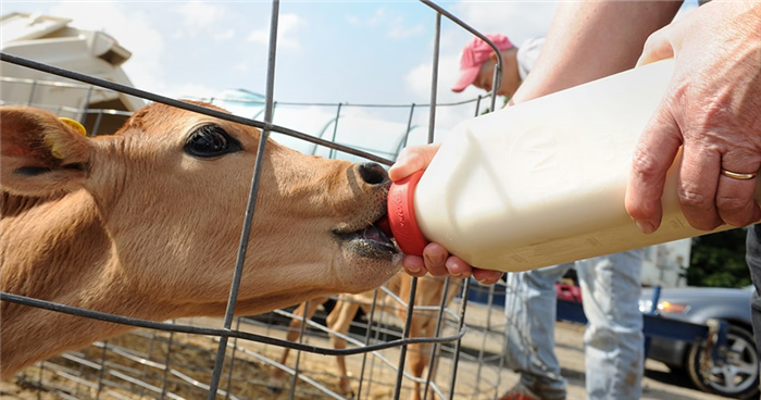 jersey calf drinking milk from a bottle
