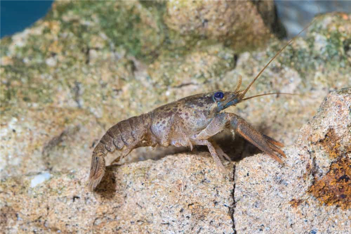 What Do Crayfish Eat In The Wild