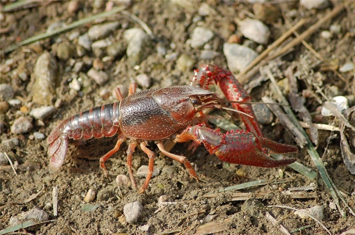 freshwater-crayfish-pixabay