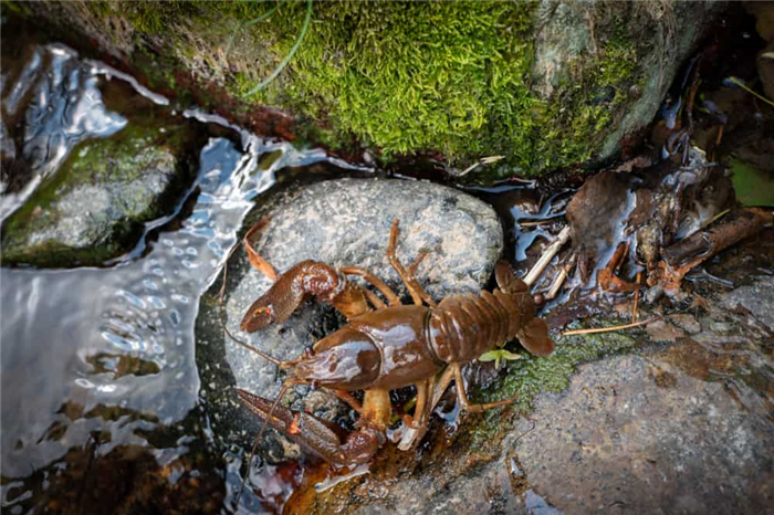 Crayfish Habits And Biology