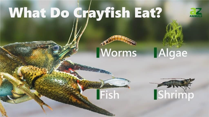 What Do Crayfish Eat