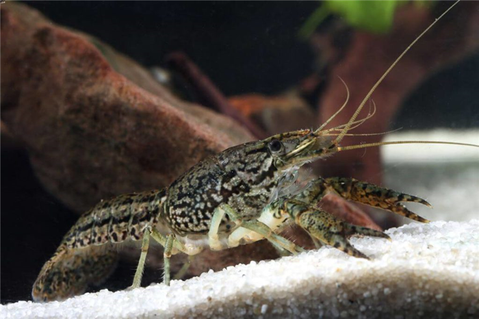 A crawfish eating in an aquarium