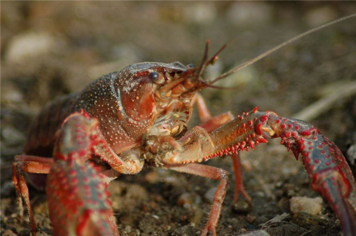 Crayfish searching for something to eat