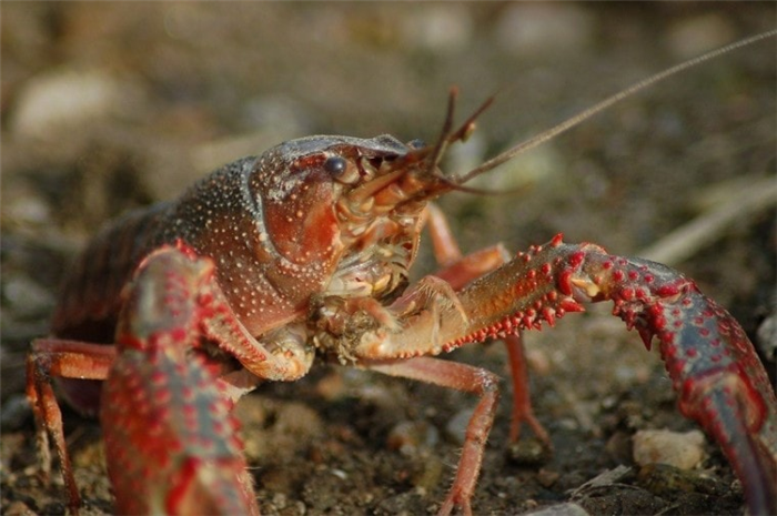 freshwater-crayfish-pixabay2