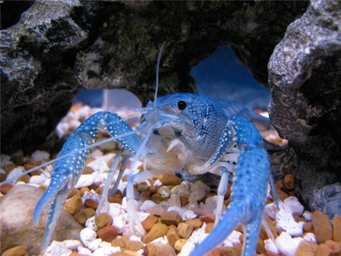 Pet crayfish looking for food