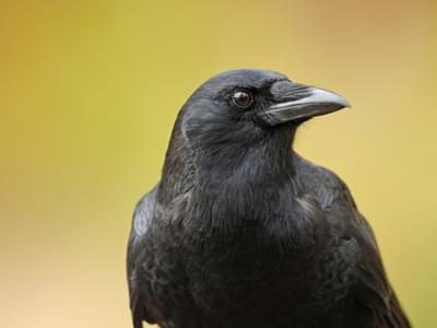 What Do Crows Eat?