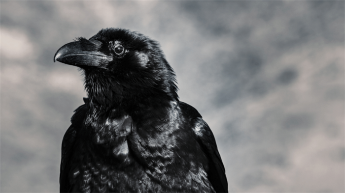 What do crows eat They are omnivores
