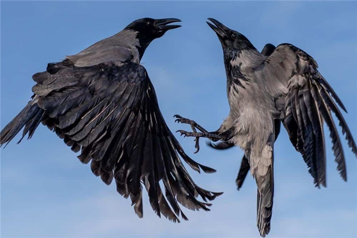 What do crows eat - two crows